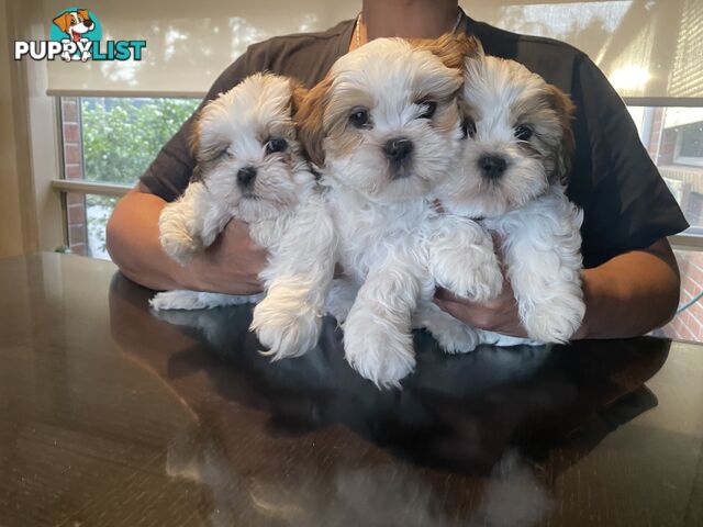 4 weeks Maltese puppies