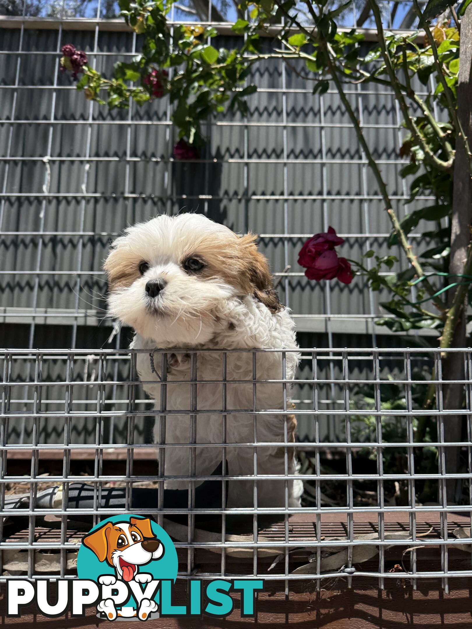 4 weeks Maltese puppies