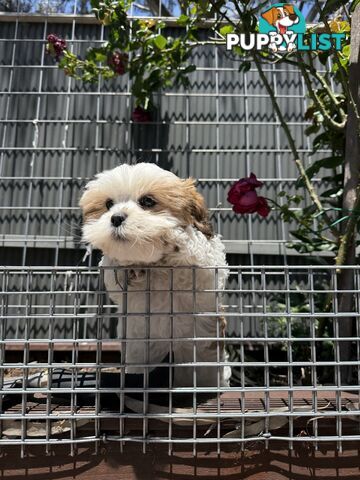 4 weeks Maltese puppies