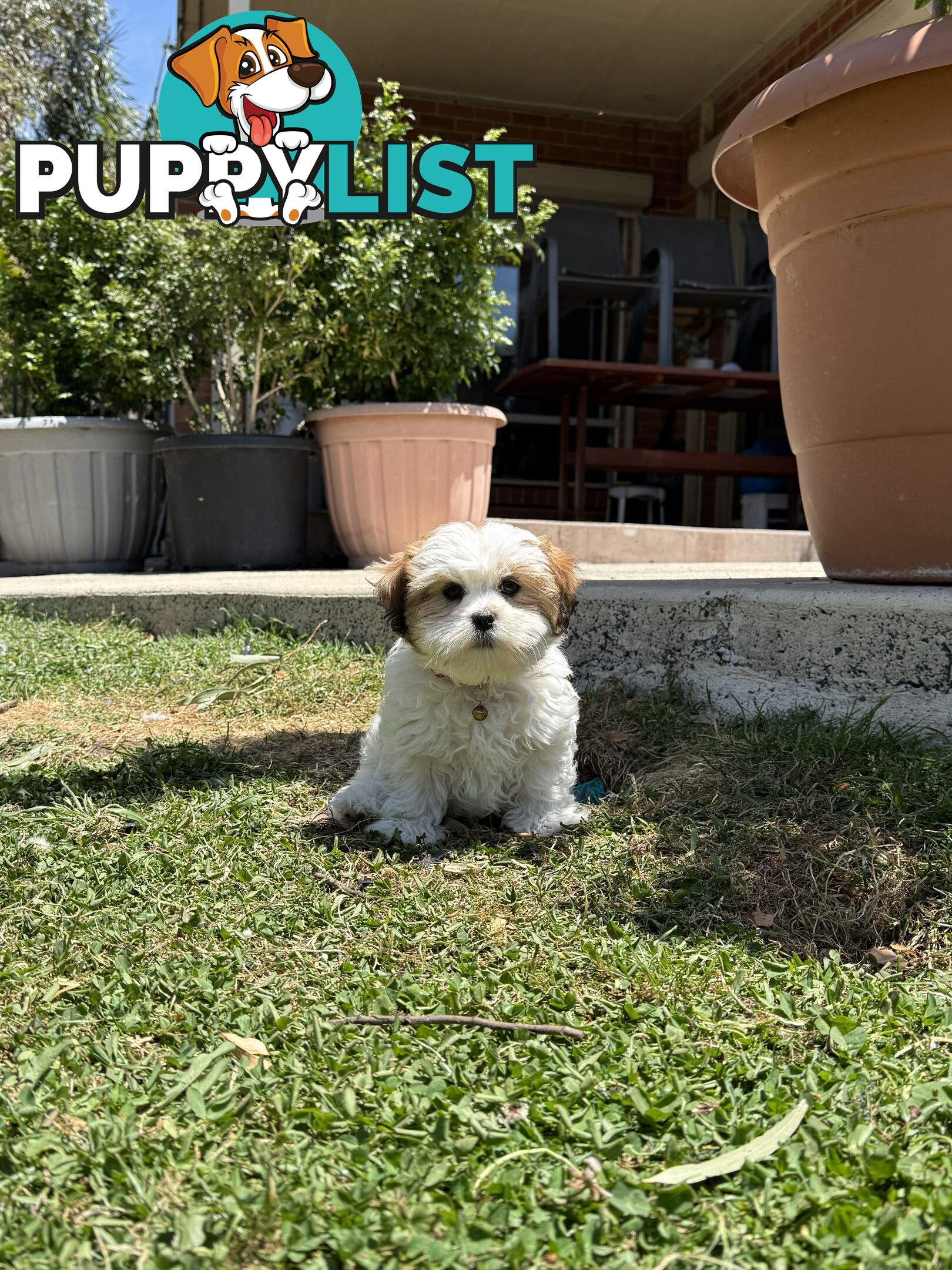 4 weeks Maltese puppies