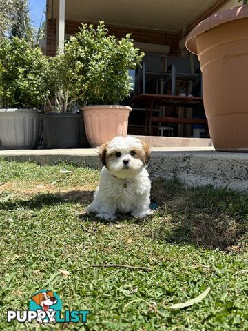 4 weeks Maltese puppies