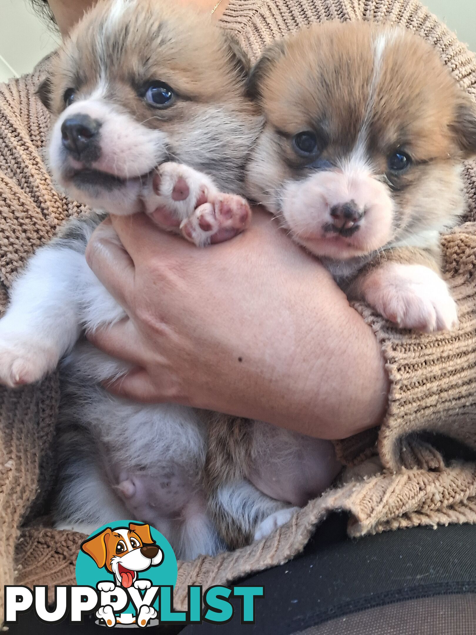 PEMBROKE WELSH CORGIS PUPS