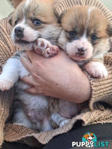 PEMBROKE WELSH CORGIS PUPS