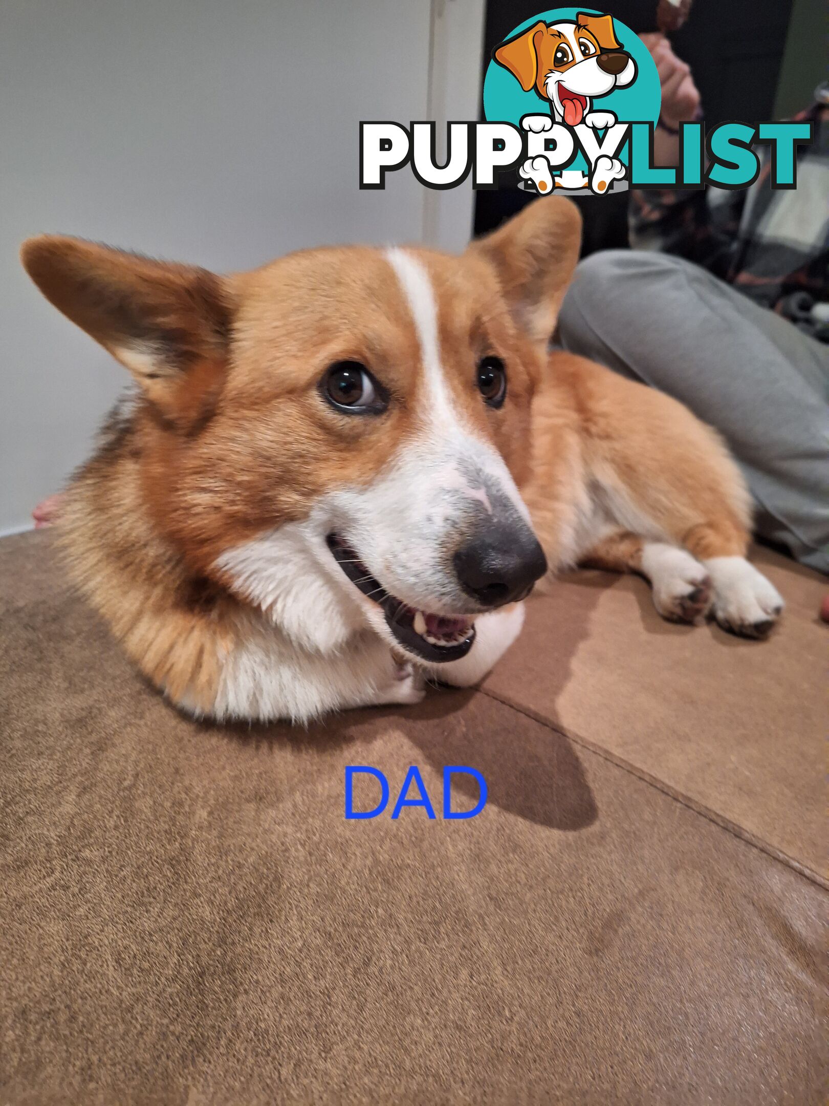 PEMBROKE WELSH CORGIS PUPS