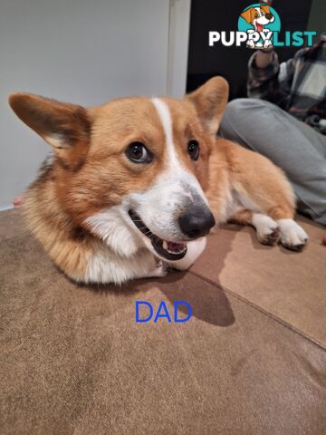PEMBROKE WELSH CORGIS PUPS