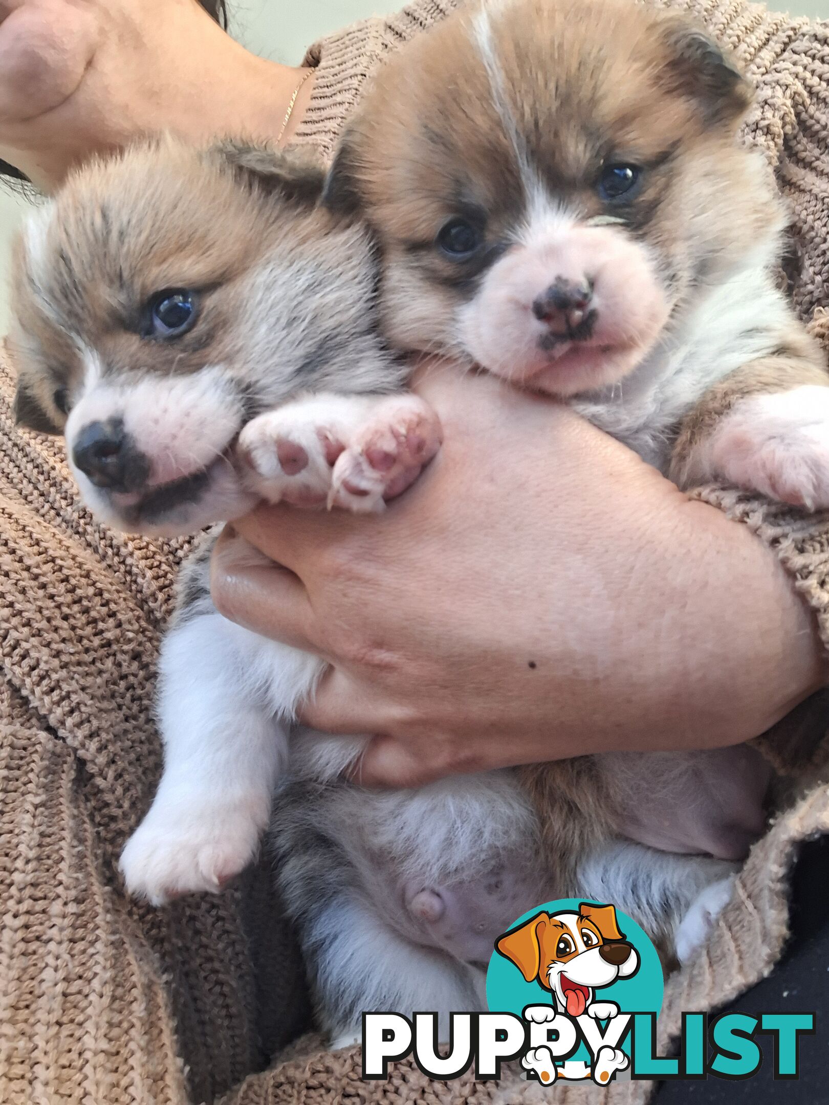 PEMBROKE WELSH CORGIS PUPS