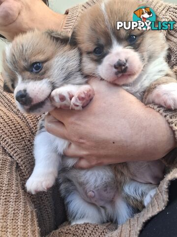 PEMBROKE WELSH CORGIS PUPS