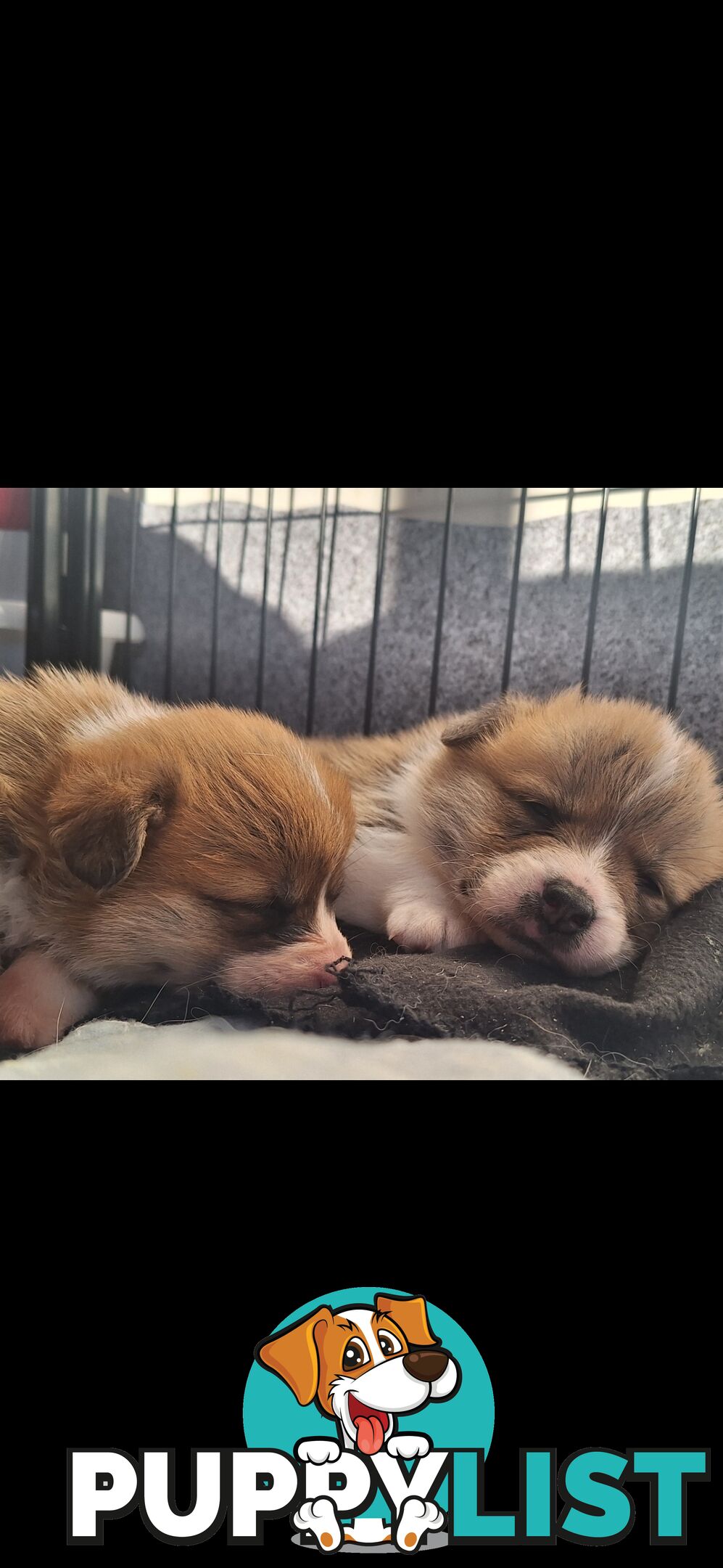PEMBROKE WELSH CORGIS PUPS
