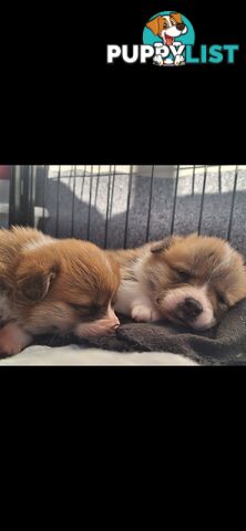 PEMBROKE WELSH CORGIS PUPS