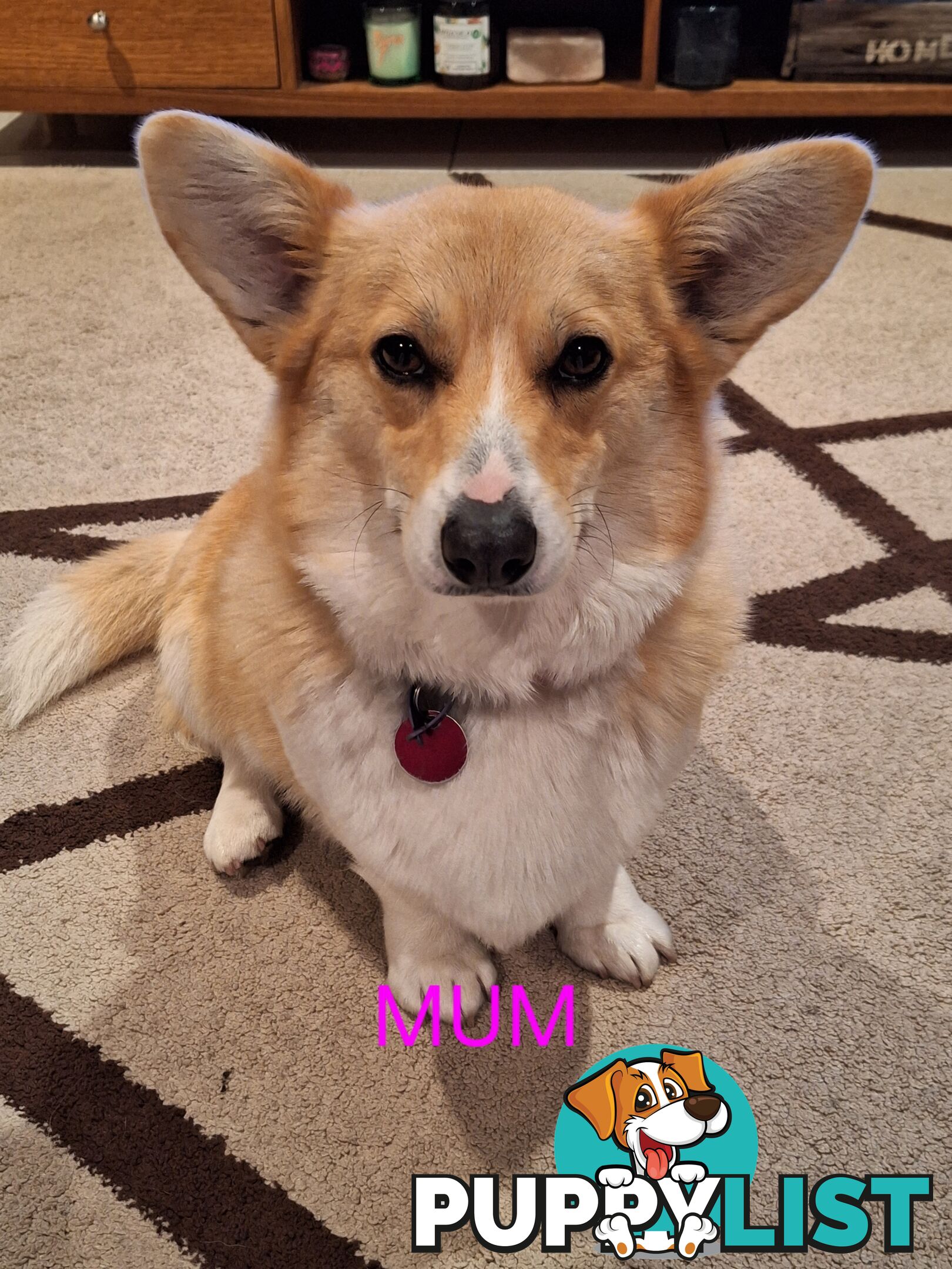 PEMBROKE WELSH CORGIS PUPS