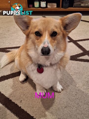 PEMBROKE WELSH CORGIS PUPS