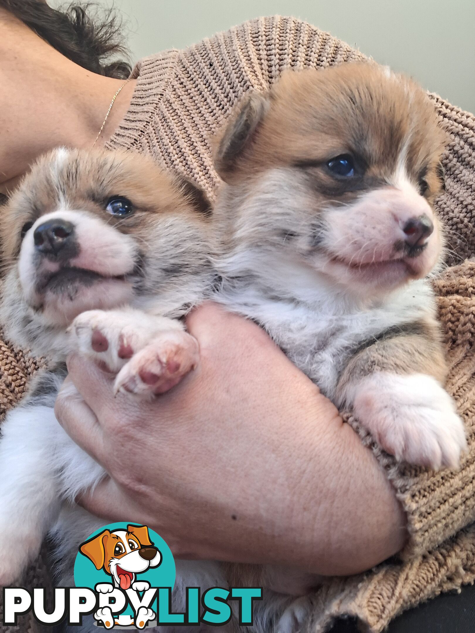 PEMBROKE WELSH CORGIS PUPS