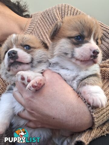PEMBROKE WELSH CORGIS PUPS