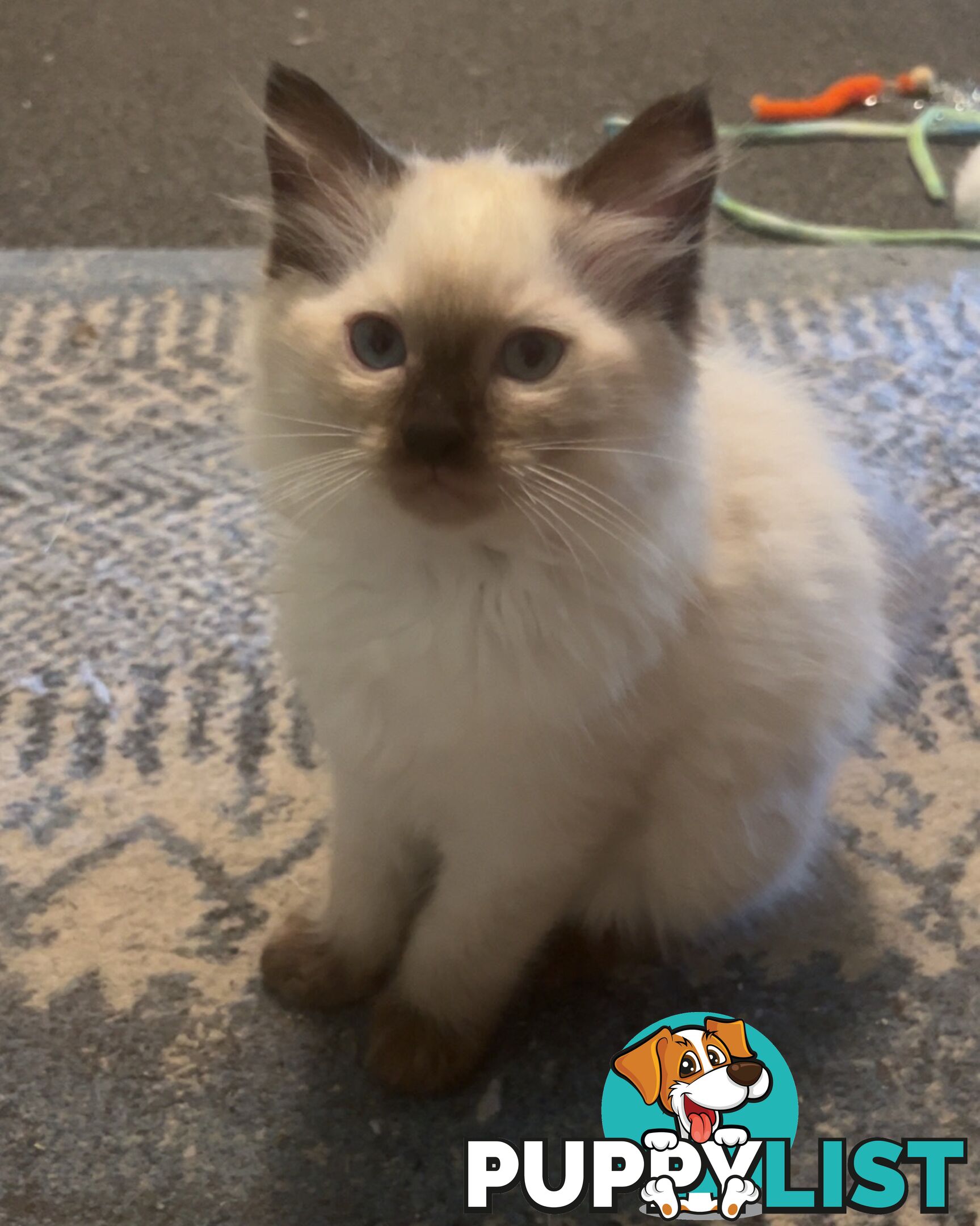 Purebred ragdoll kittens