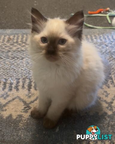 Purebred ragdoll kittens