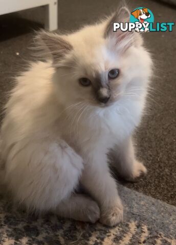 Purebred ragdoll kittens