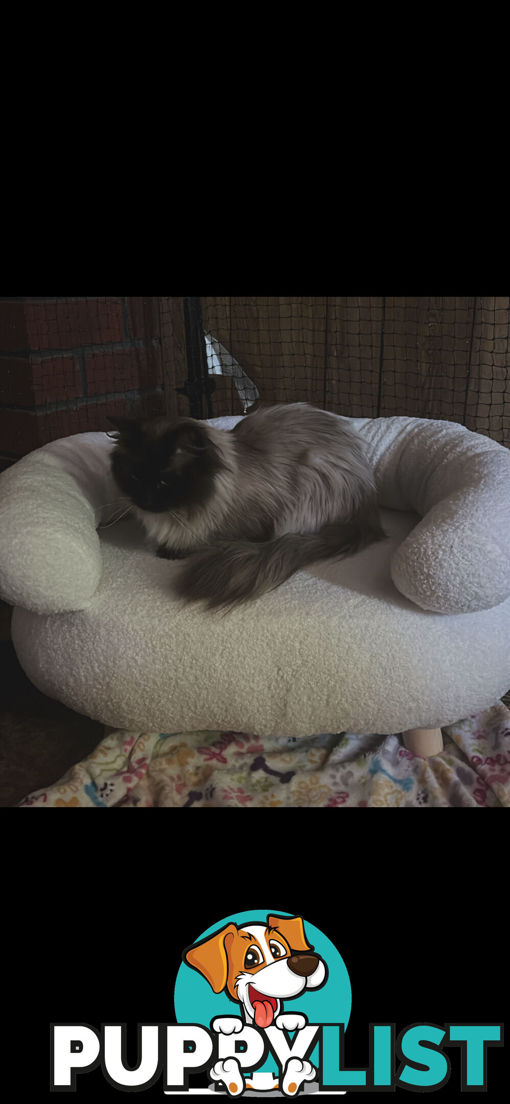 Purebred ragdoll kittens