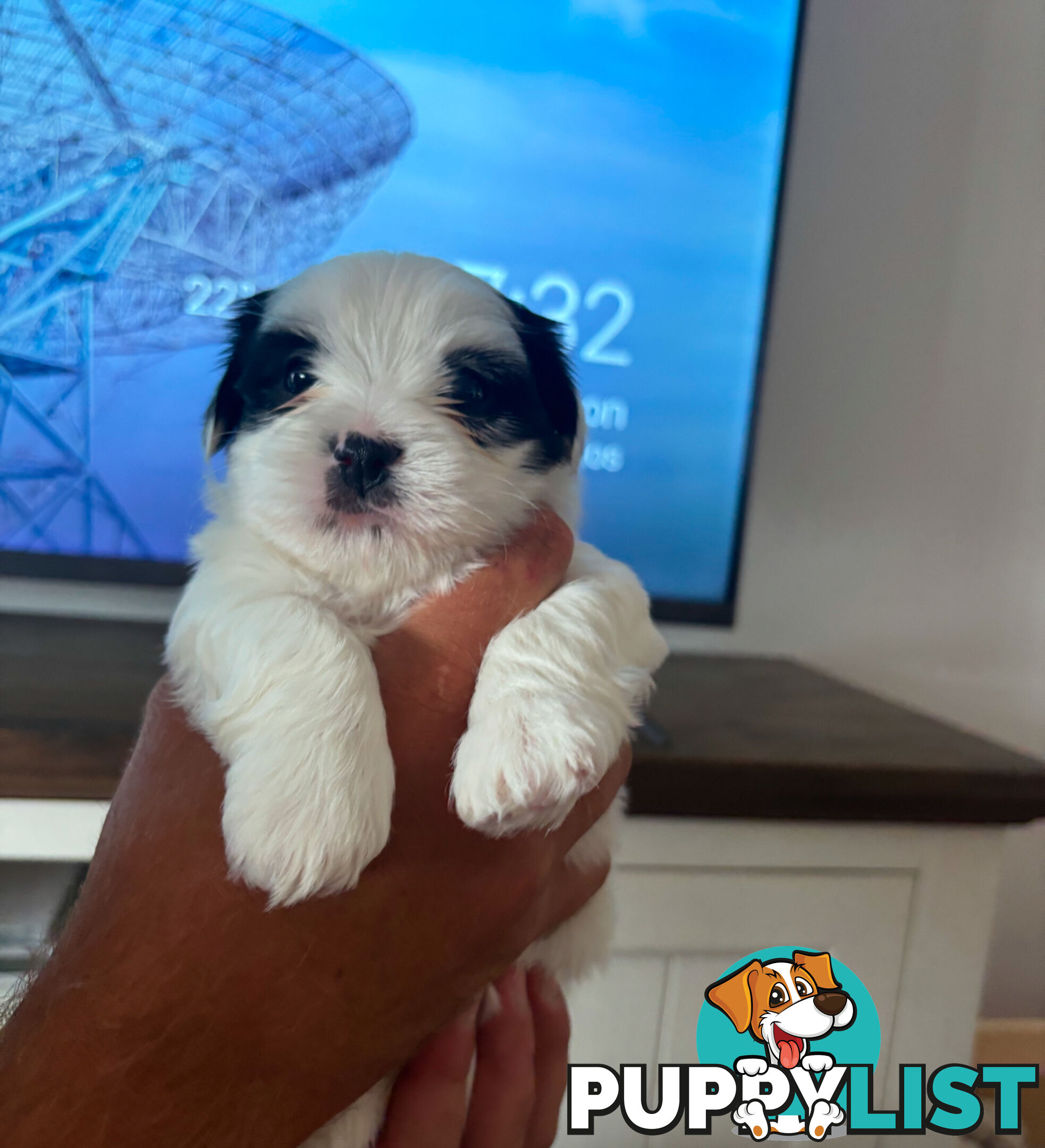 Adorable super fluffy Maltese Shihtzu puppies