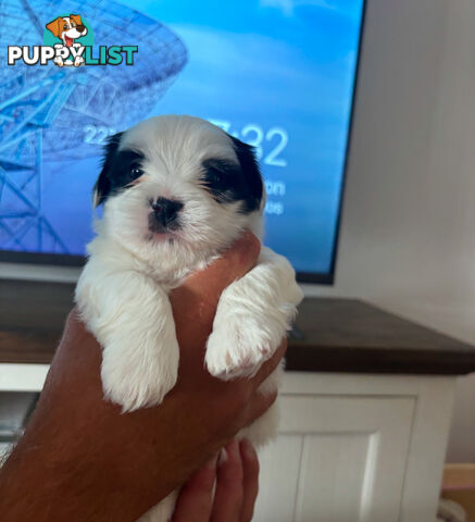 Adorable super fluffy Maltese Shihtzu puppies