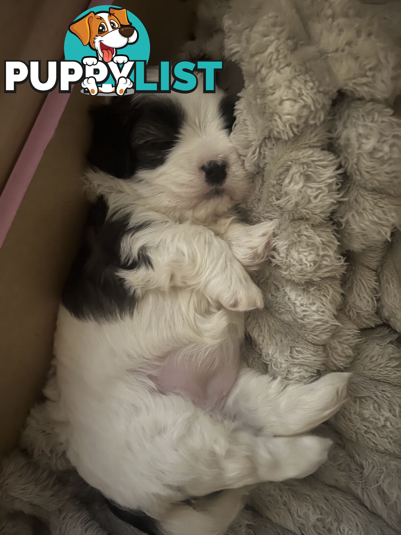 Adorable super fluffy Maltese Shihtzu puppies