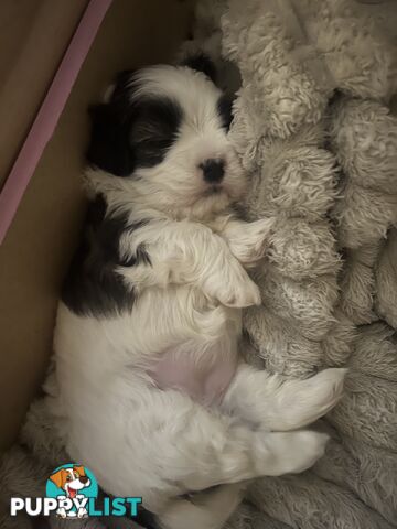 Adorable super fluffy Maltese Shihtzu puppies