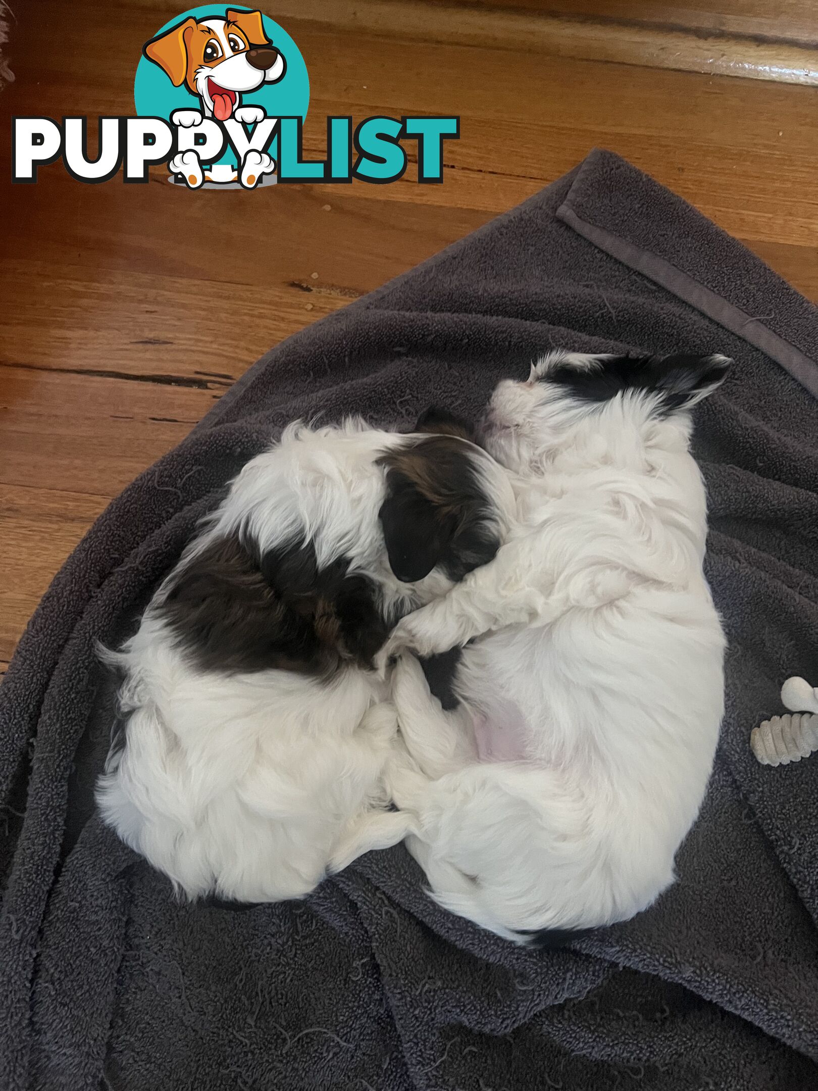 Adorable super fluffy Maltese Shihtzu puppies