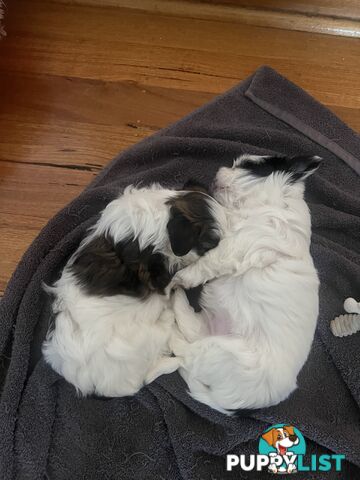 Adorable super fluffy Maltese Shihtzu puppies