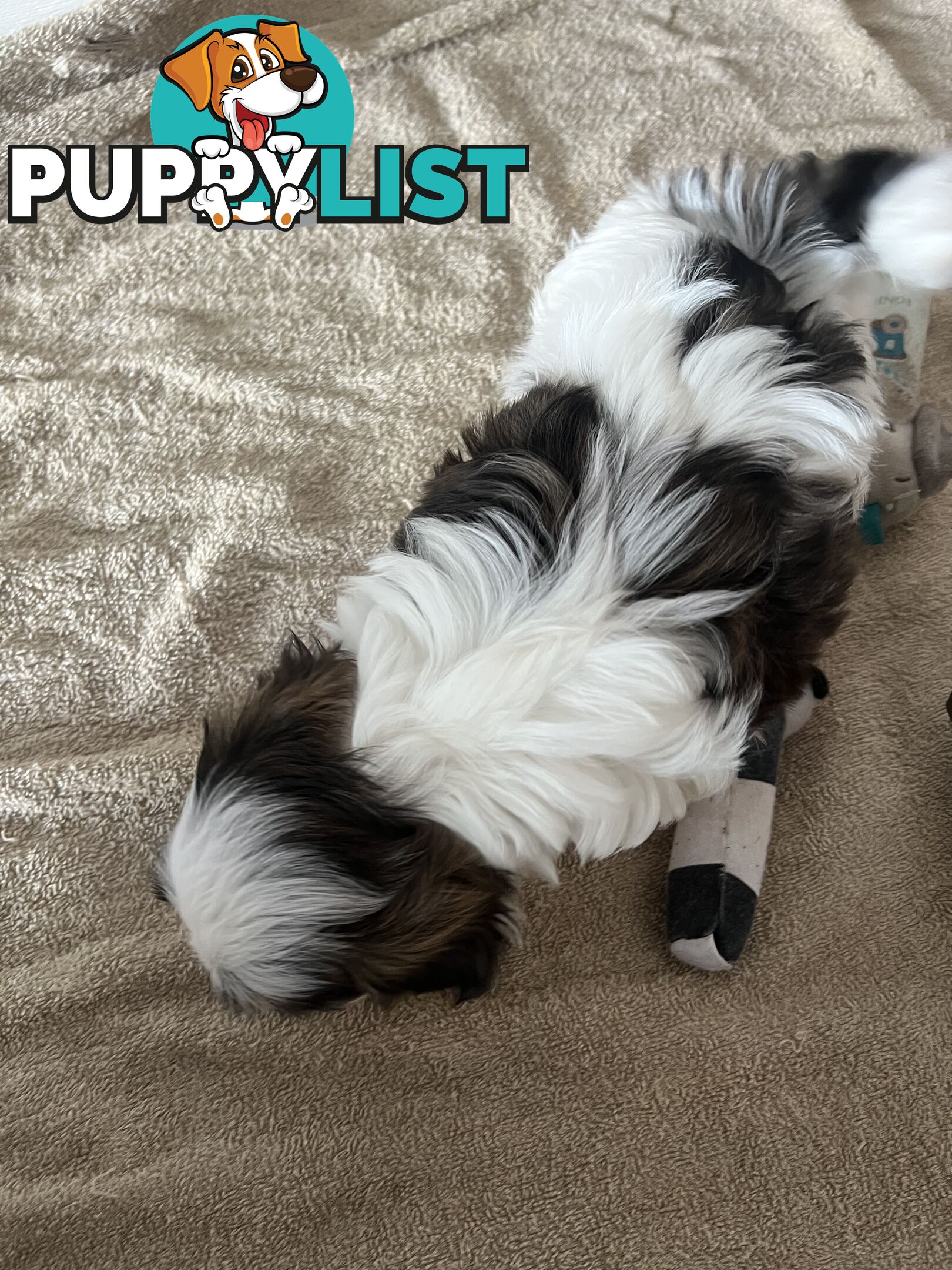 Adorable super fluffy Maltese Shihtzu puppies