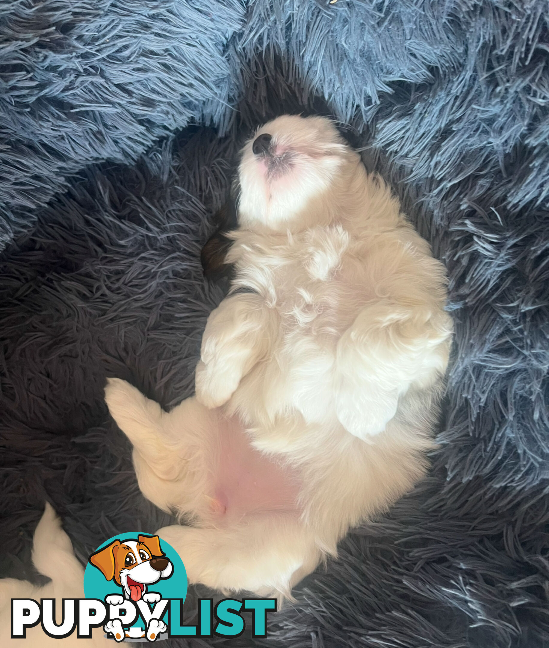 Adorable super fluffy Maltese Shihtzu puppies