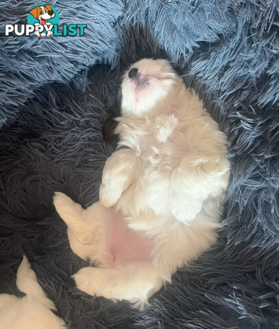 Adorable super fluffy Maltese Shihtzu puppies