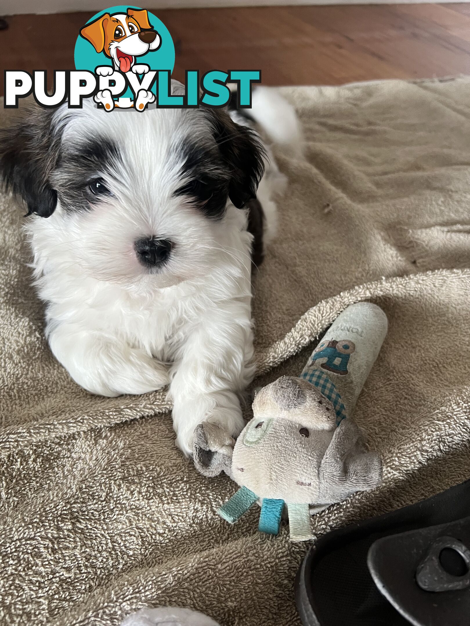 Adorable super fluffy Maltese Shihtzu puppies