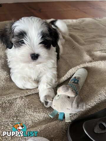 Adorable super fluffy Maltese Shihtzu puppies