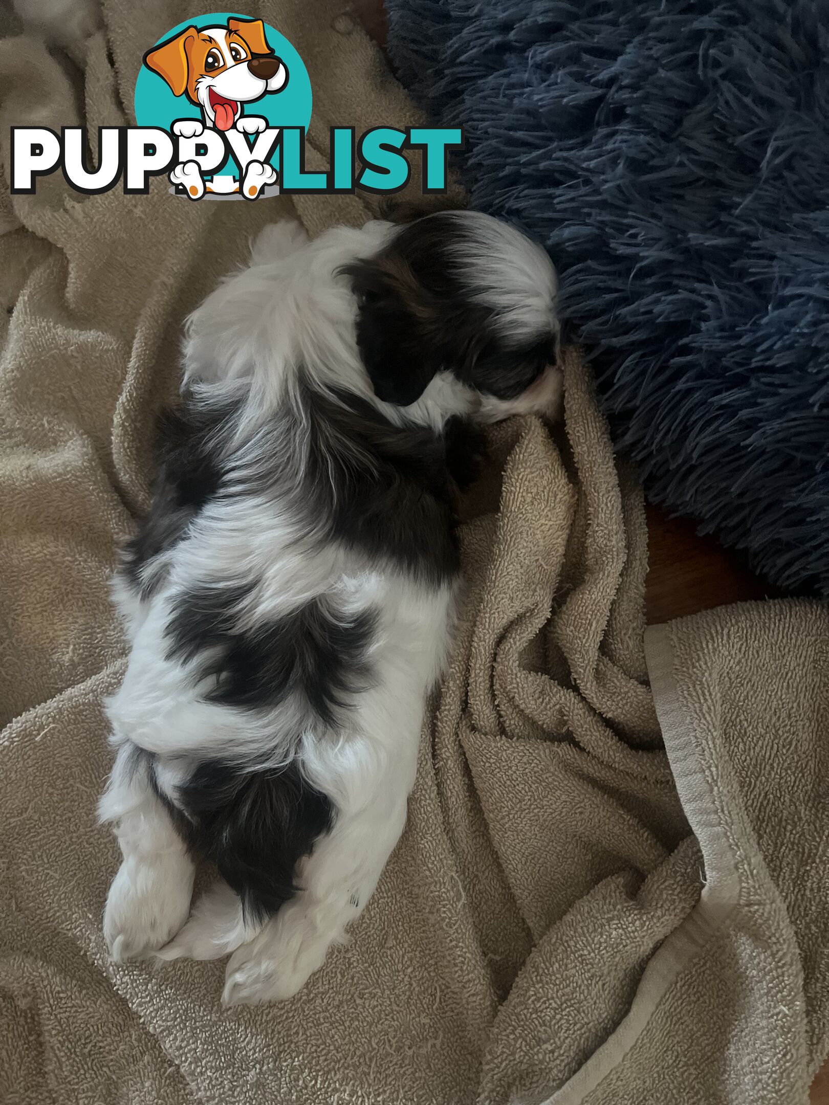 Adorable super fluffy Maltese Shihtzu puppies