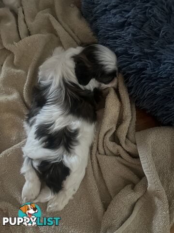 Adorable super fluffy Maltese Shihtzu puppies