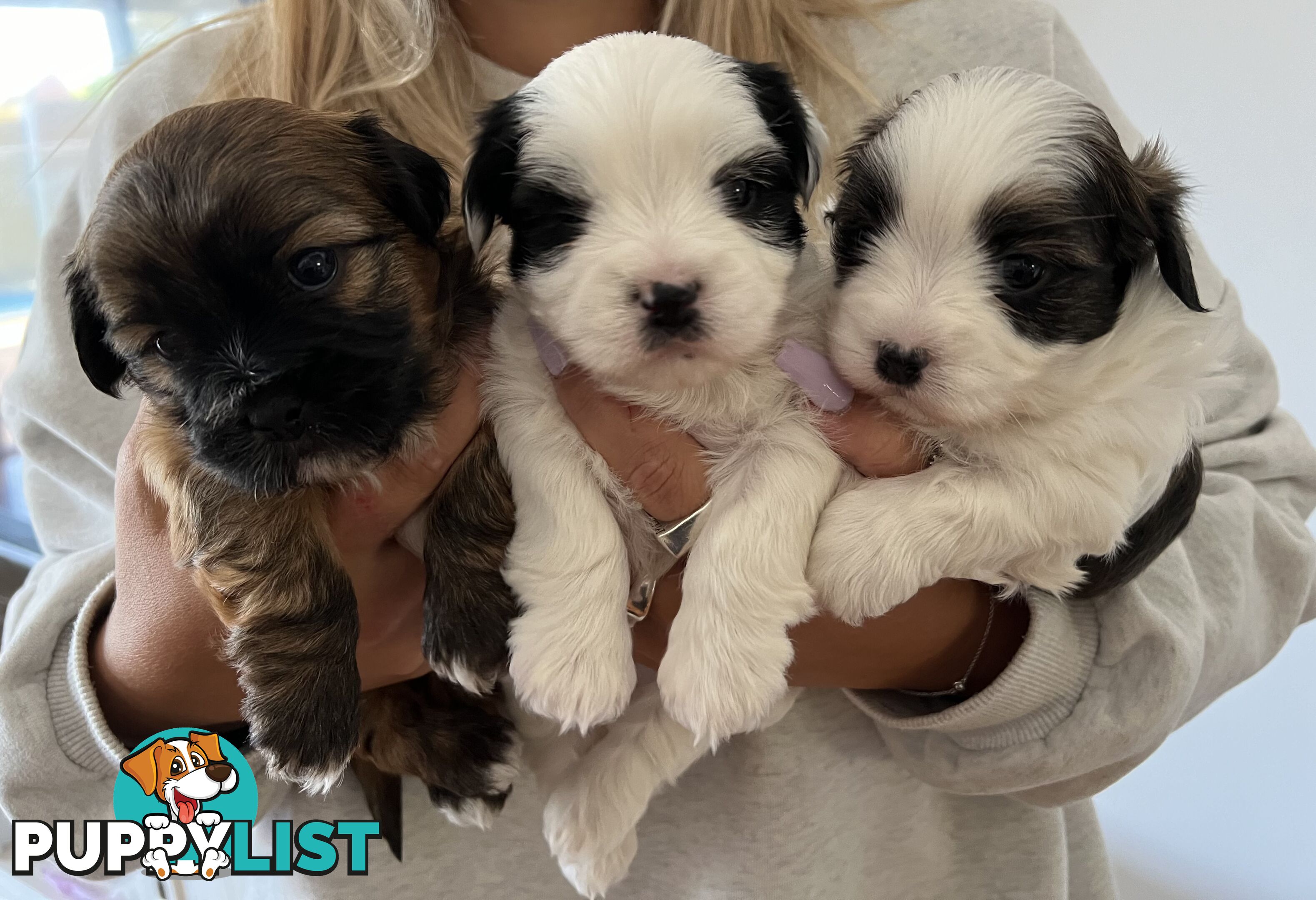 Adorable super fluffy Maltese Shihtzu puppies