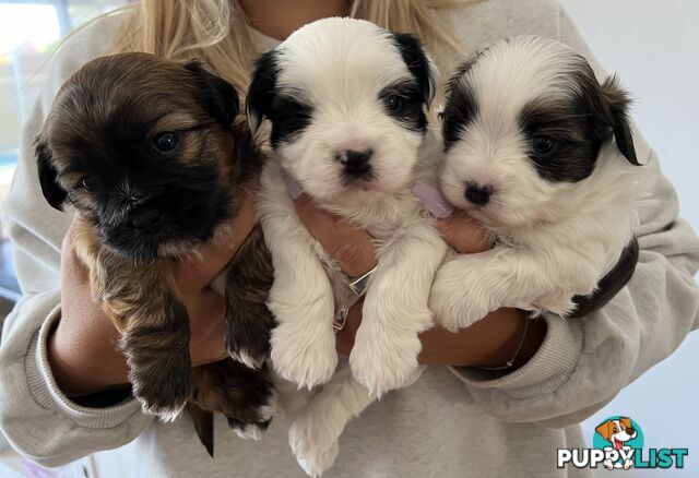 Adorable super fluffy Maltese Shihtzu puppies