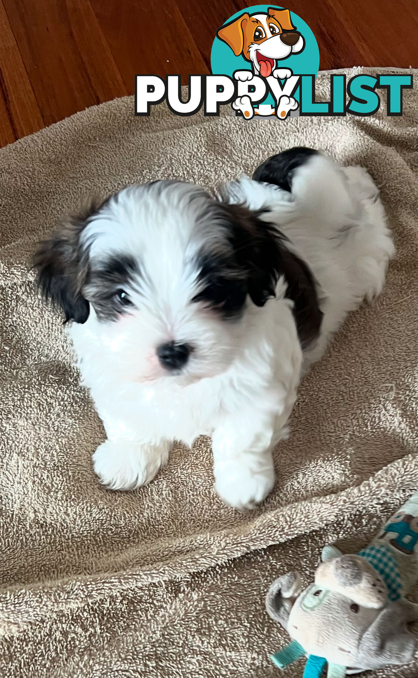 Adorable super fluffy Maltese Shihtzu puppies