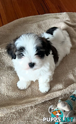 Adorable super fluffy Maltese Shihtzu puppies