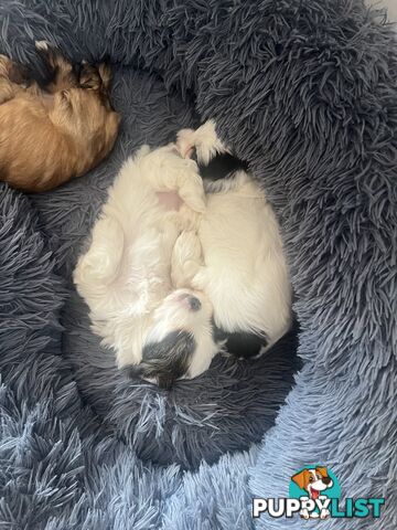 Adorable super fluffy Maltese Shihtzu puppies