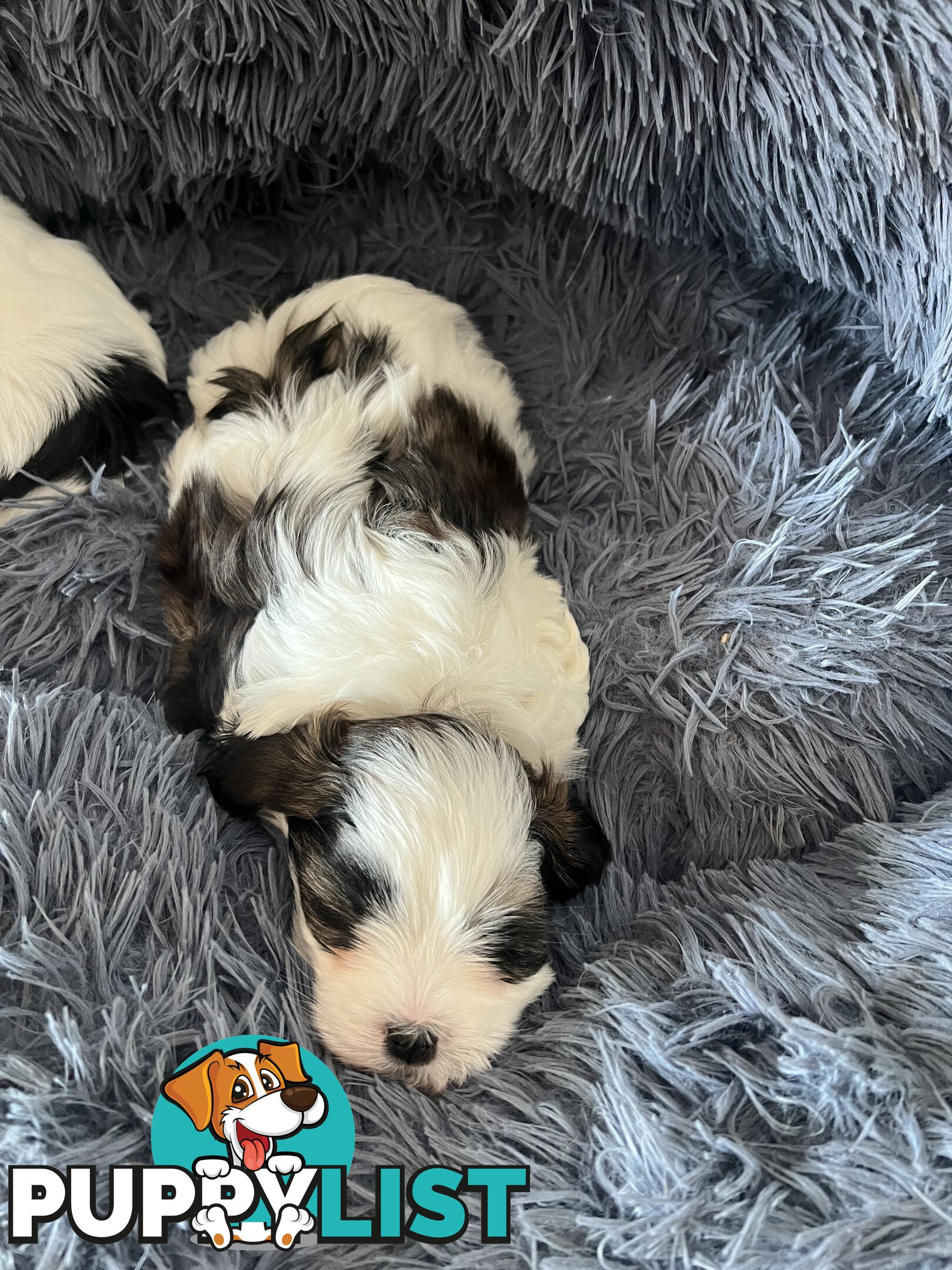 Adorable super fluffy Maltese Shihtzu puppies