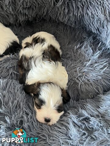 Adorable super fluffy Maltese Shihtzu puppies