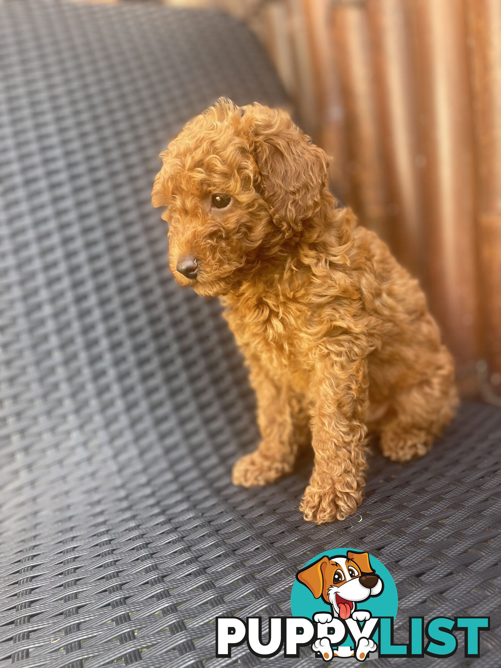 Pure Breed Ruby Red Toy Poodles