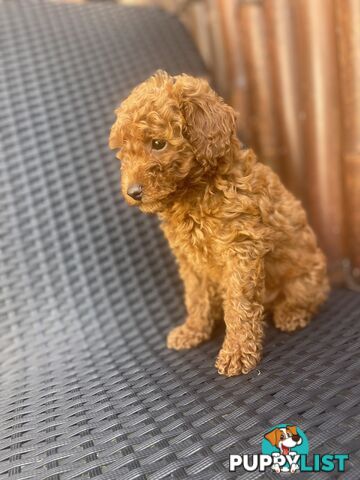 Pure Breed Ruby Red Toy Poodles