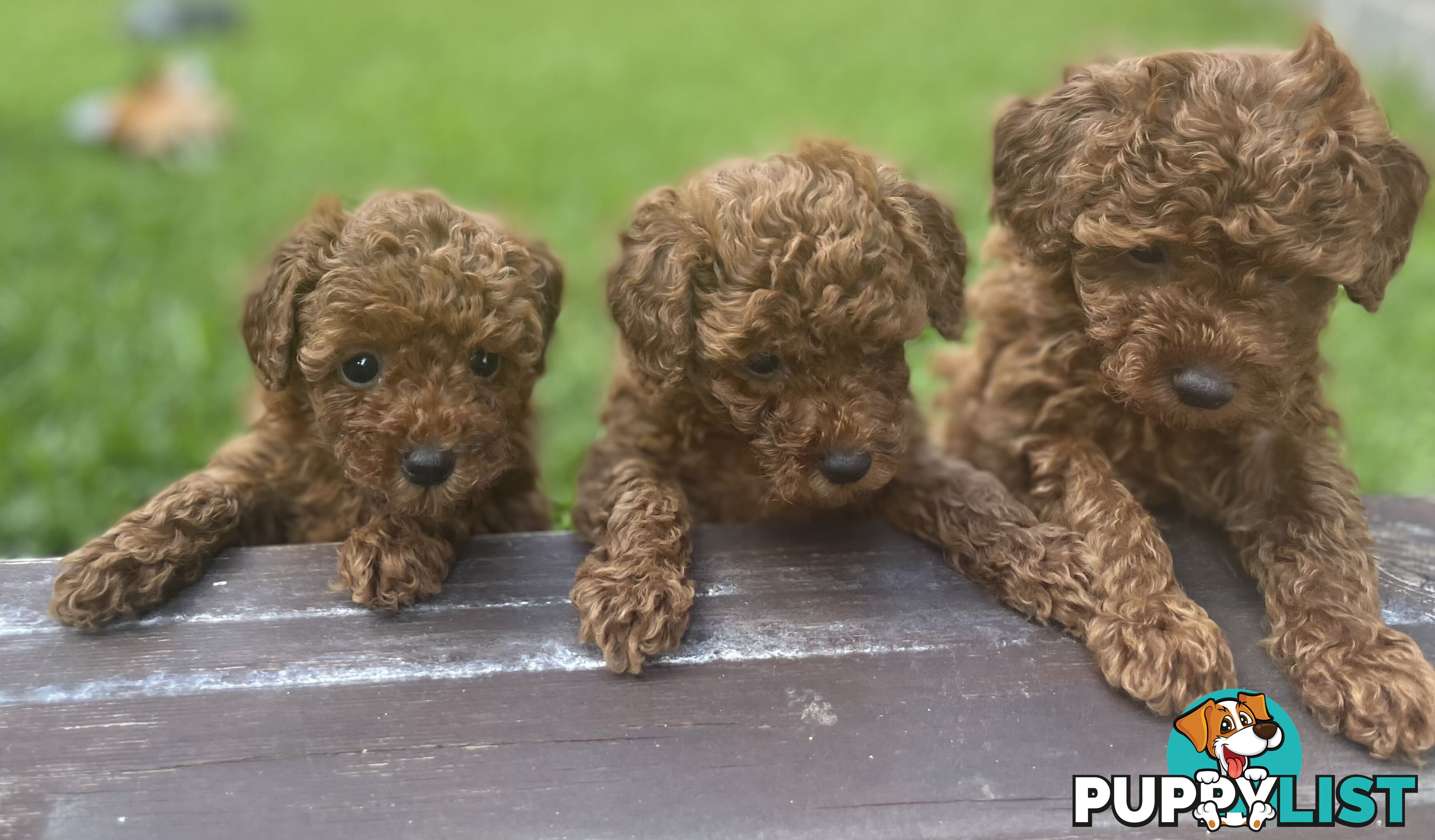 Pure Breed Ruby Red Toy Poodles