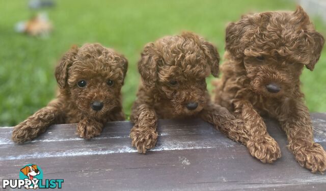 Pure Breed Ruby Red Toy Poodles