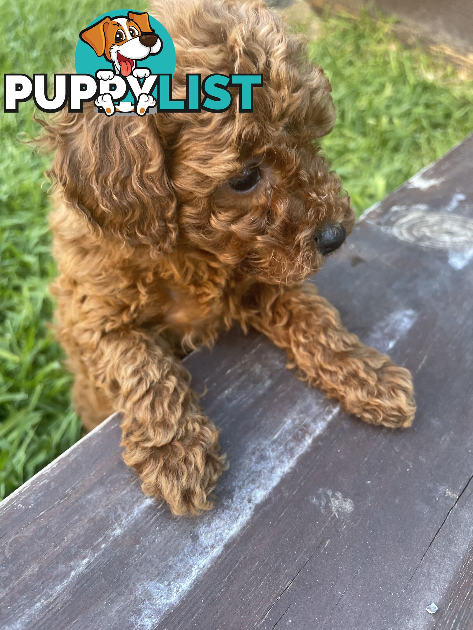 Pure Breed Ruby Red Toy Poodles