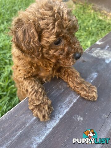 Pure Breed Ruby Red Toy Poodles