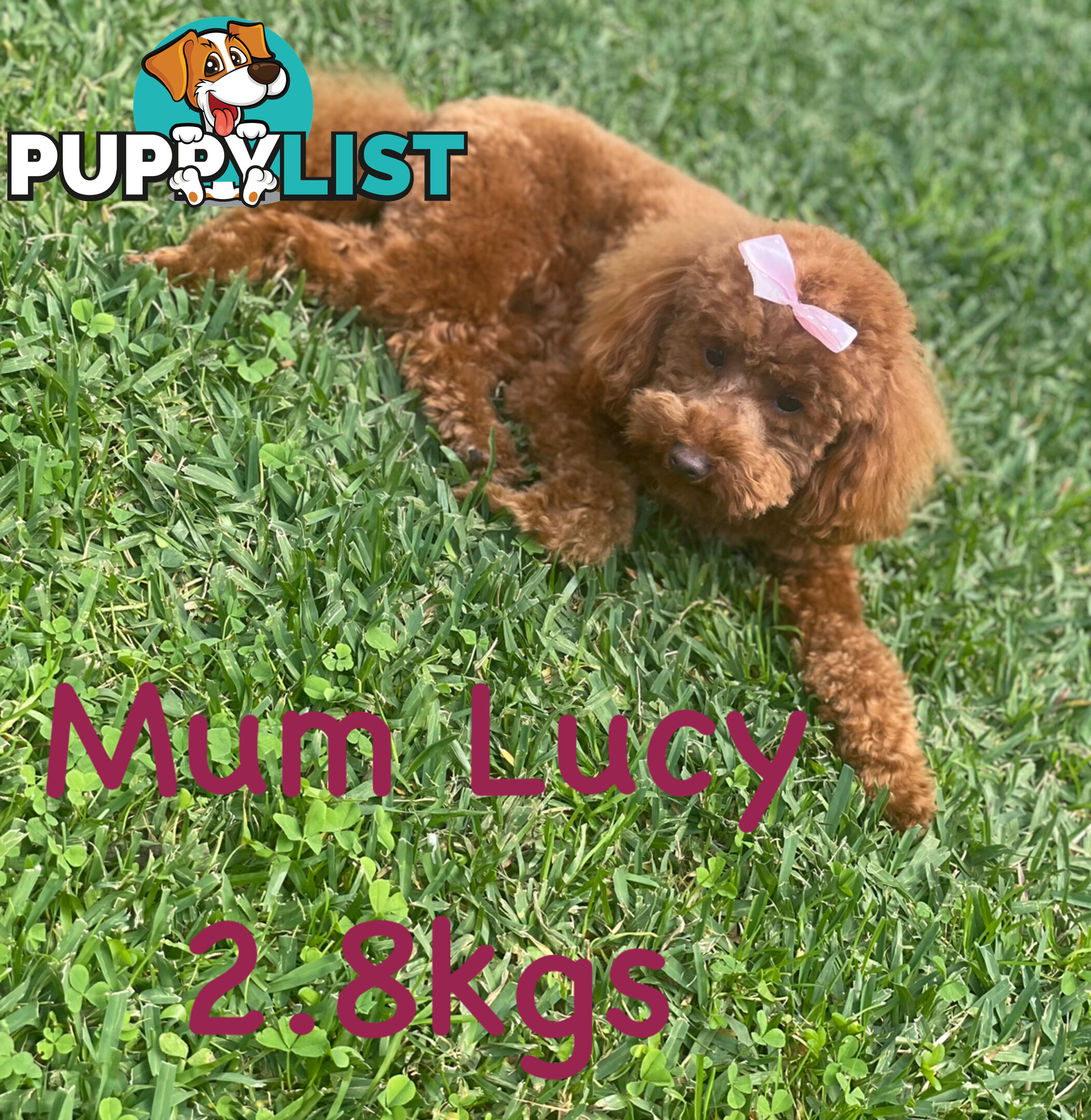 Pure Breed Ruby Red Toy Poodles