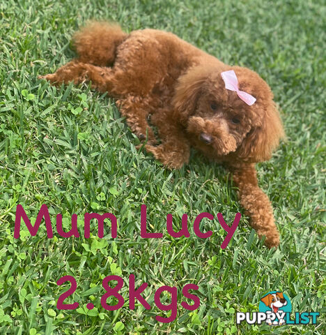 Pure Breed Ruby Red Toy Poodles