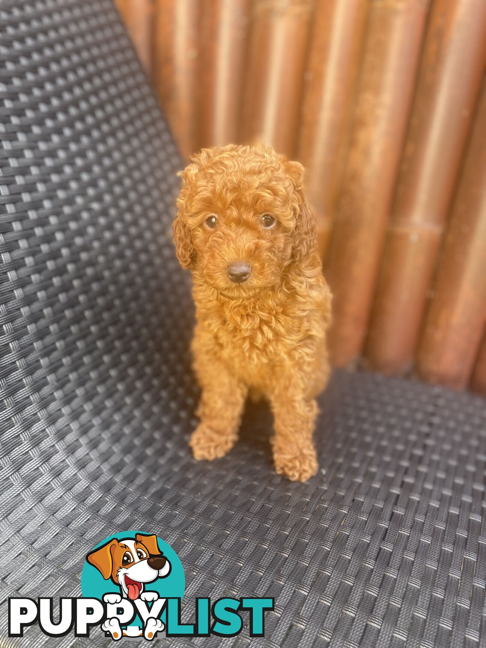 Pure Breed Ruby Red Toy Poodles